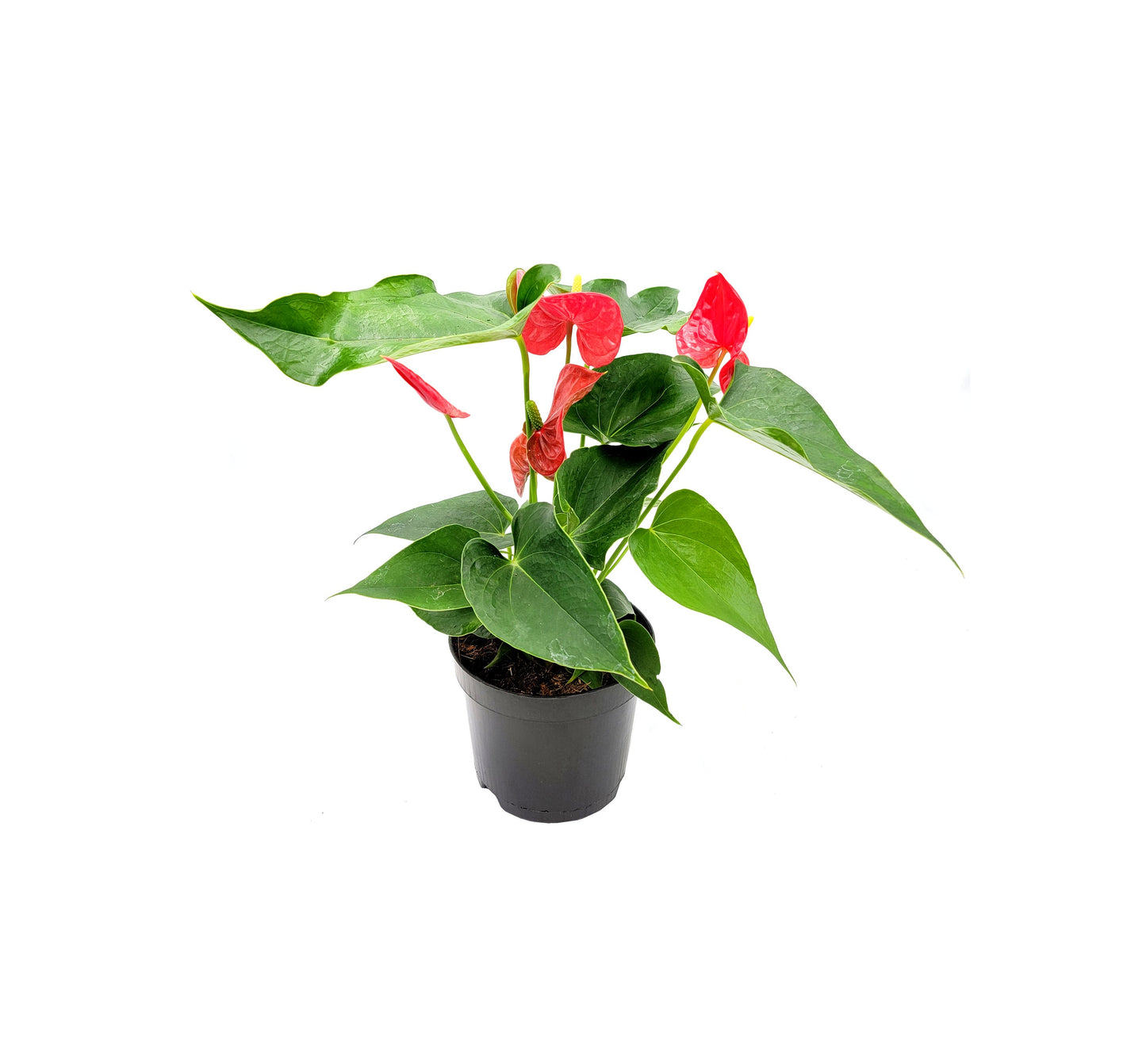 6” Anthurium, Anthurium andraeanum, Flamingo Flower, Laceleaf, Tailflower – Best Holiday Gift Pick