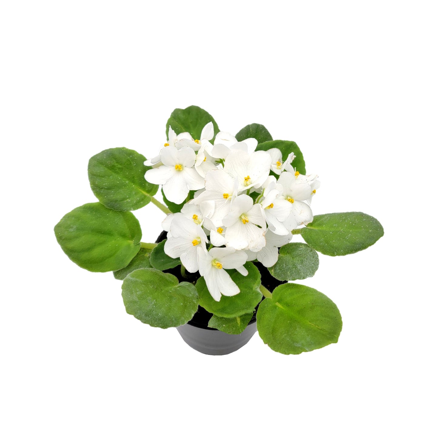 4" African Violet with White Flowers, Saintpaulia ionantha – Houseplants, Flowering Plants, Perennials +FREE HEATPACK