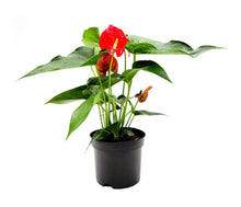 Load image into Gallery viewer, 6” Anthurium, Anthurium andraeanum, Flamingo Flower, Laceleaf, Tailflower – Best Holiday Gift Pick
