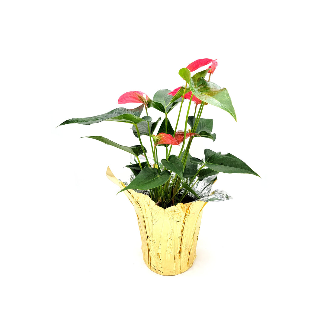 6” Anthurium, Anthurium andraeanum, Flamingo Flower, Laceleaf, Tailflower – Best Holiday Gift Pick