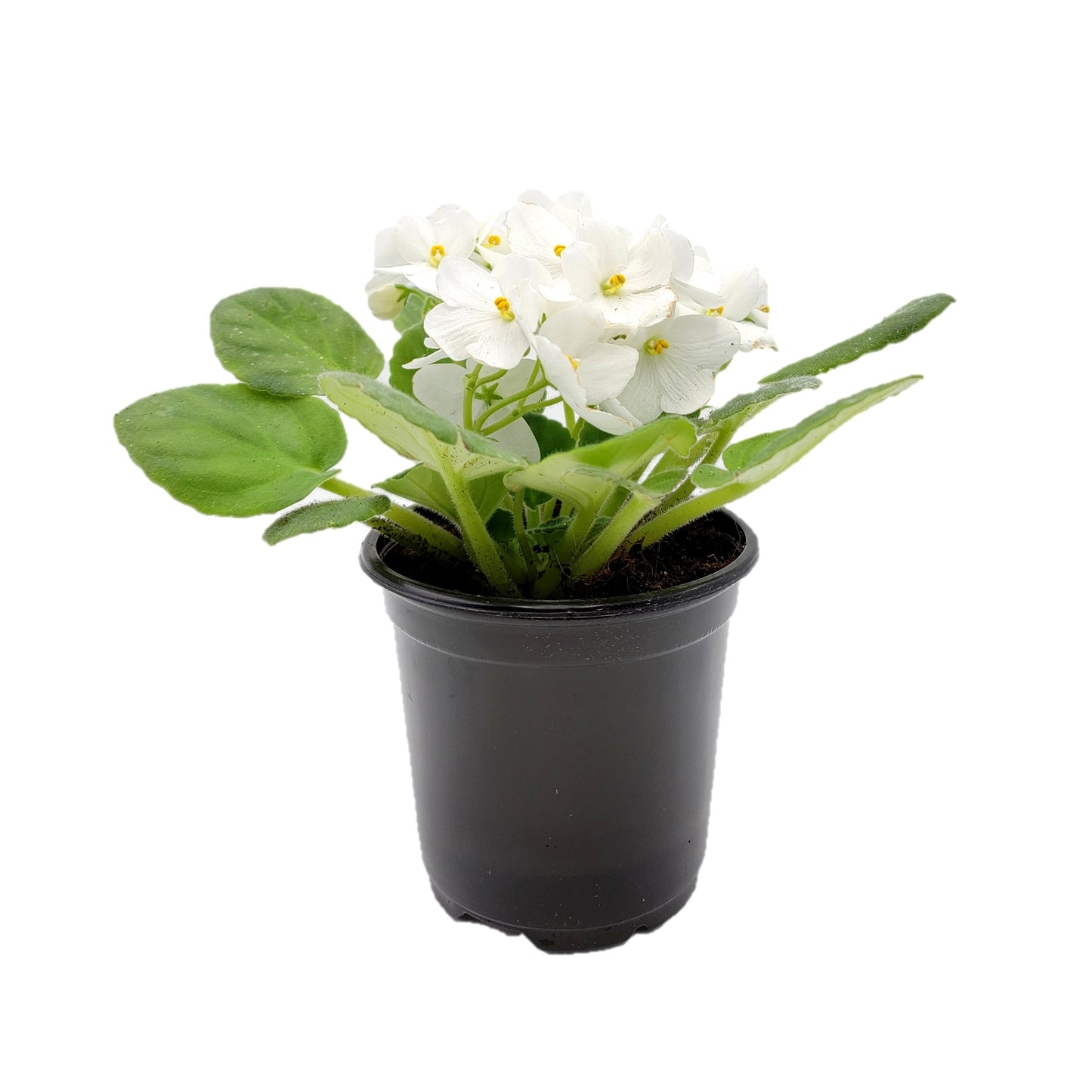 4" African Violet with White Flowers, Saintpaulia ionantha – Houseplants, Flowering Plants, Perennials +FREE HEATPACK