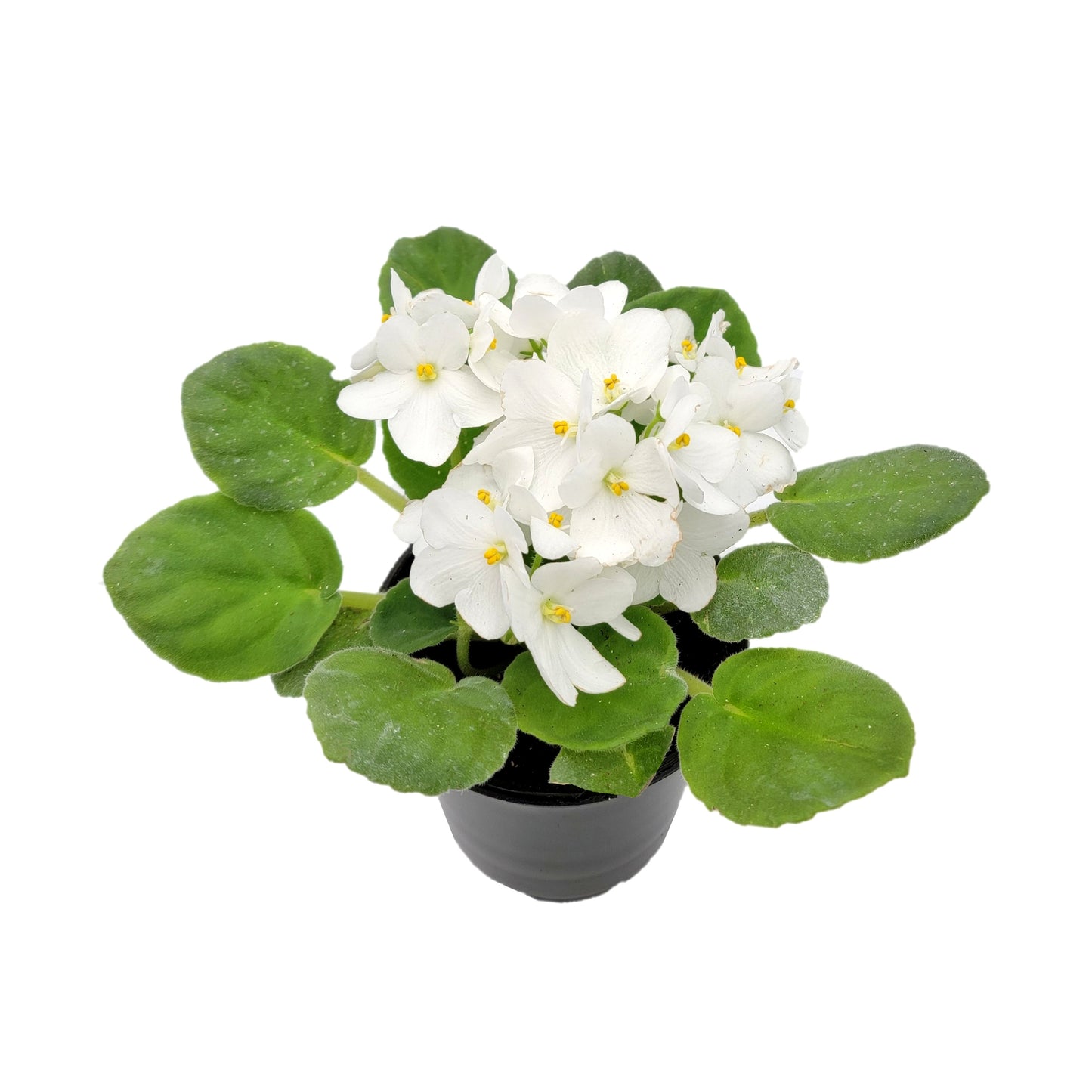 4" African Violet with White Flowers, Saintpaulia ionantha – Houseplants, Flowering Plants, Perennials +FREE HEATPACK
