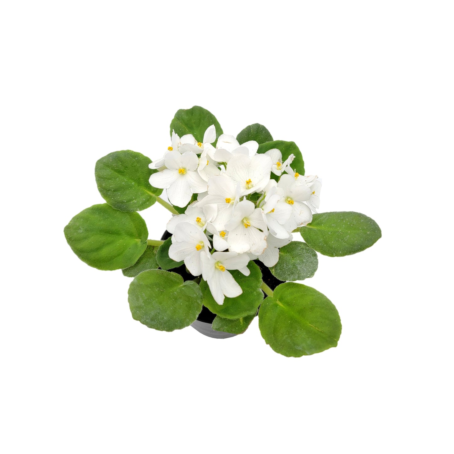 4" African Violet with White Flowers, Saintpaulia ionantha – Houseplants, Flowering Plants, Perennials +FREE HEATPACK