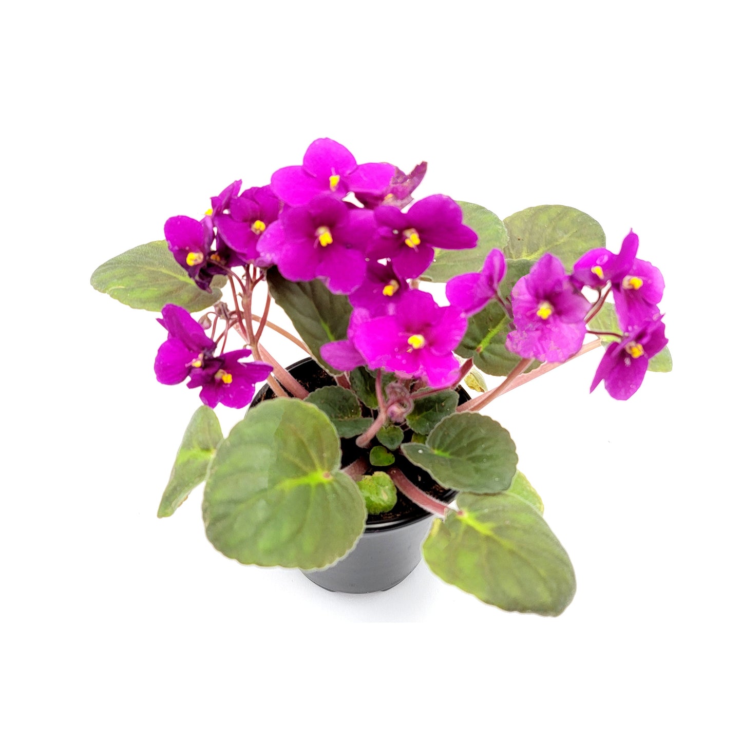 5PK 4" African Violet Plants Flowering in Different Colors – Colors May Vary Depending on Availability