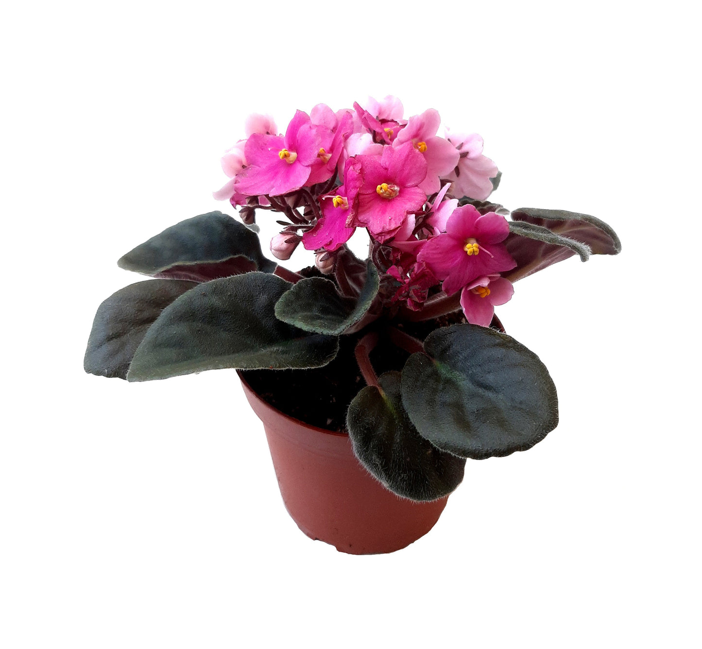 5PK 4" African Violet Plants Flowering in Different Colors – Colors May Vary Depending on Availability