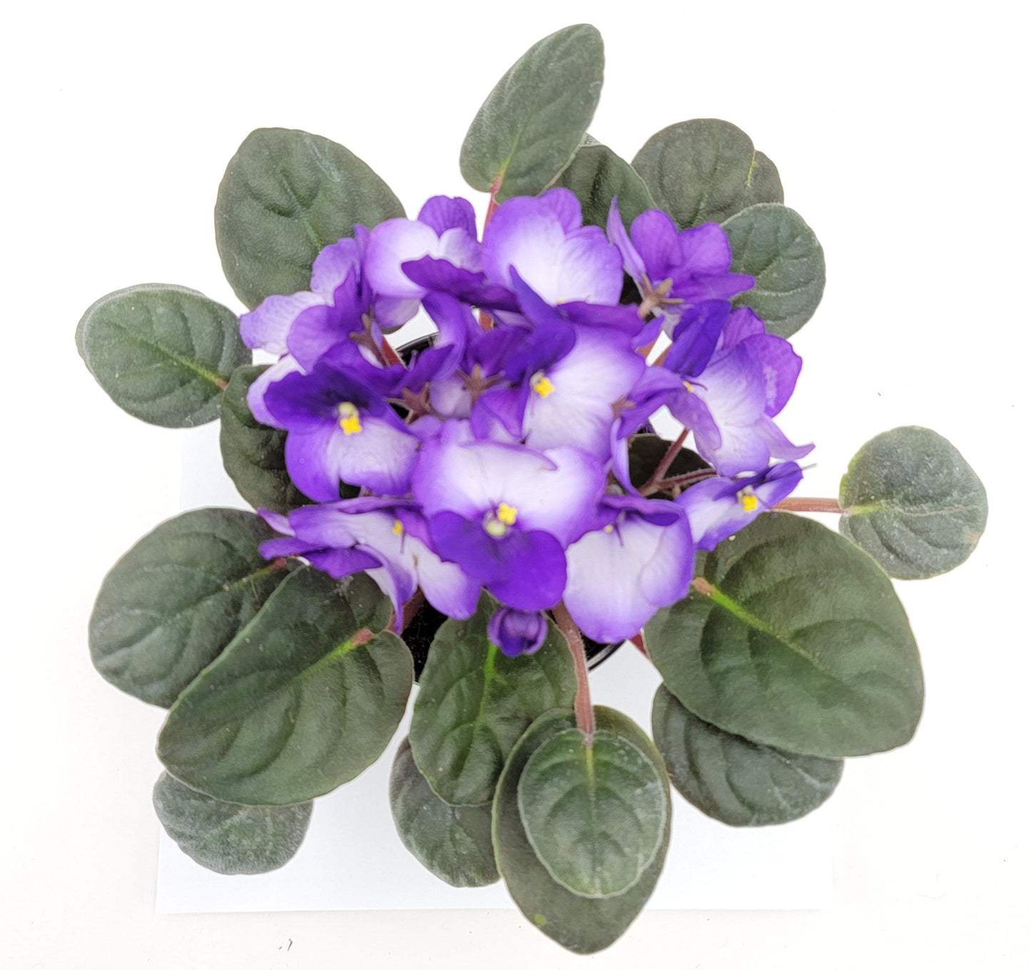 4” African Violet with Blue-White Flowers, Saintpaulia ionantha – Houseplants, Flowering Plants, Perennials + FREE HEATPACK