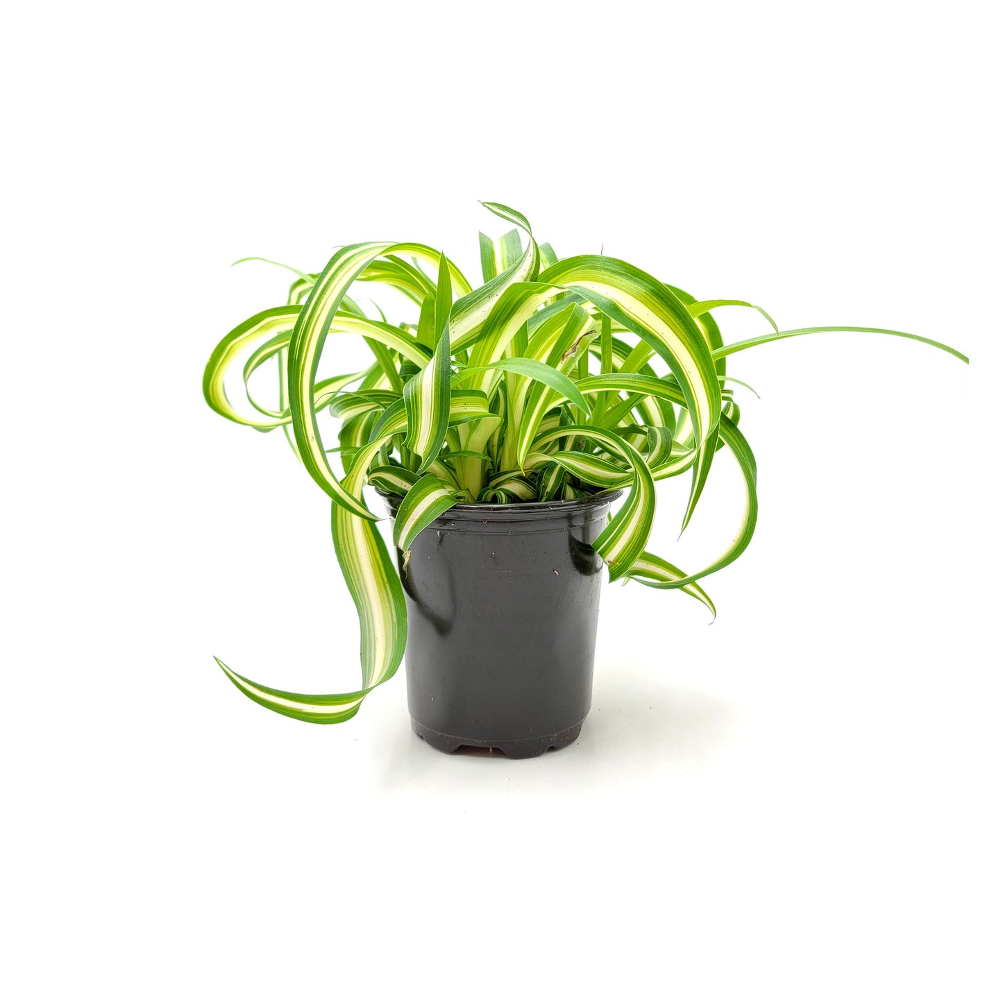 3.5”-pot Bonnie Curly Spider Plant, Chlorophytum comosum, Airplane Plant – Foliage Plants, Houseplants, Air Purifier