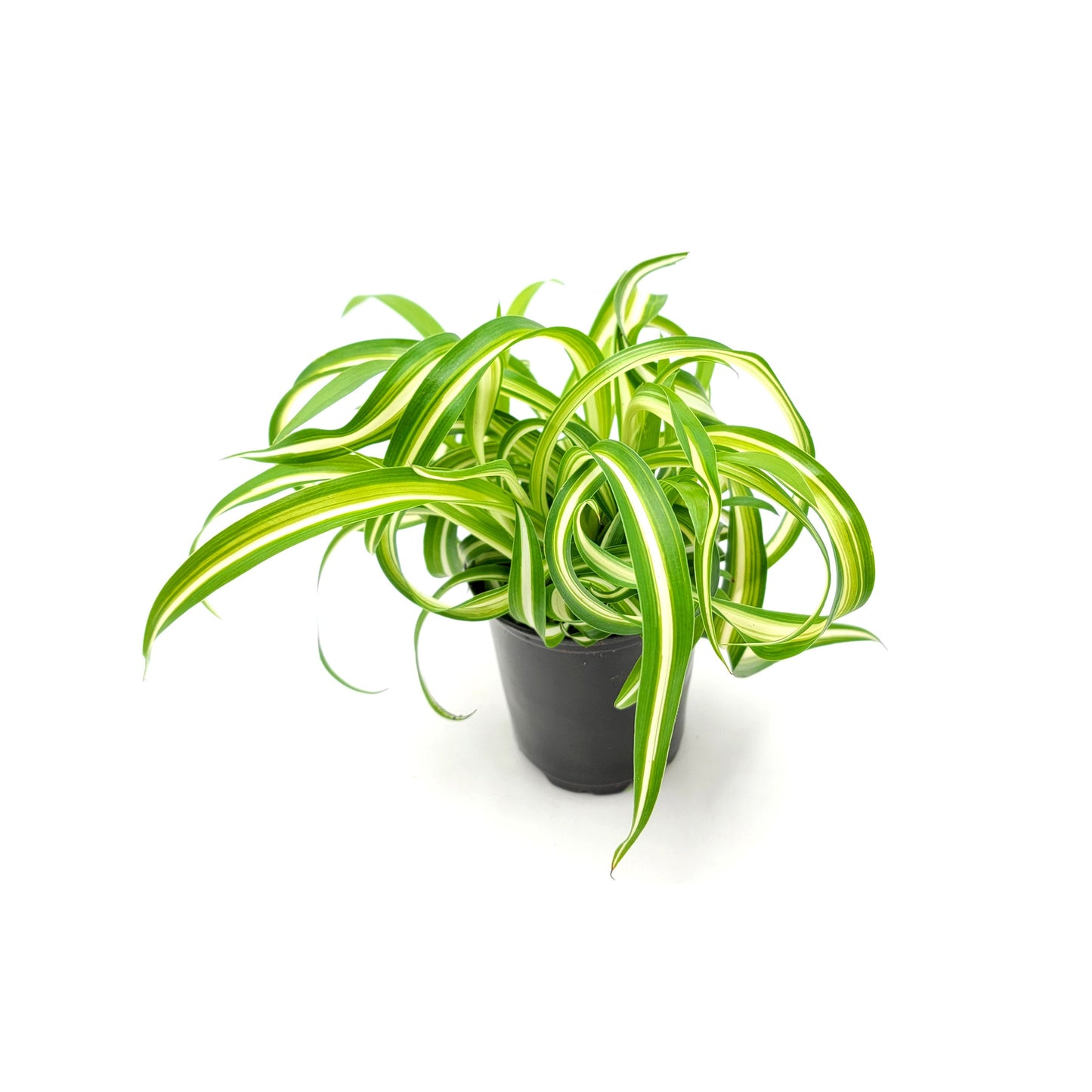 3.5”-pot Bonnie Curly Spider Plant, Chlorophytum comosum, Airplane Plant – Foliage Plants, Houseplants, Air Purifier