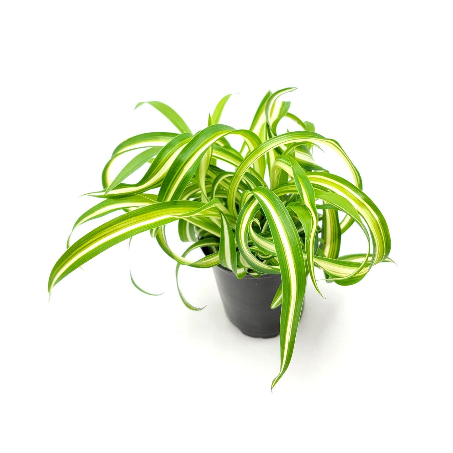 3.5”-pot Bonnie Curly Spider Plant, Chlorophytum comosum, Airplane Plant – Foliage Plants, Houseplants, Air Purifier
