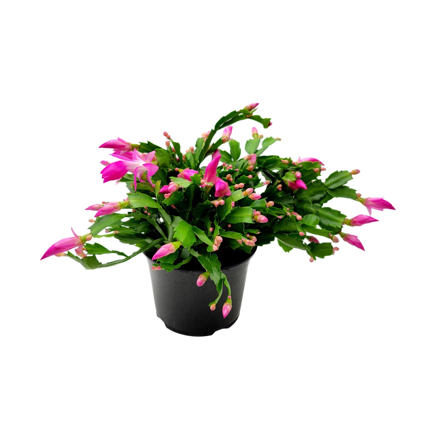6" Pot, Pink Thanksgiving Cactus, Zygocactus, Schlumbergera bridesii, Christmas Cactus - Flowers around Thanksgiving