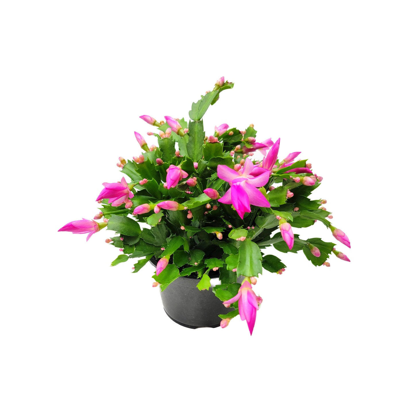 6" Pot, Pink Thanksgiving Cactus, Zygocactus, Schlumbergera bridesii, Christmas Cactus - Flowers around Thanksgiving