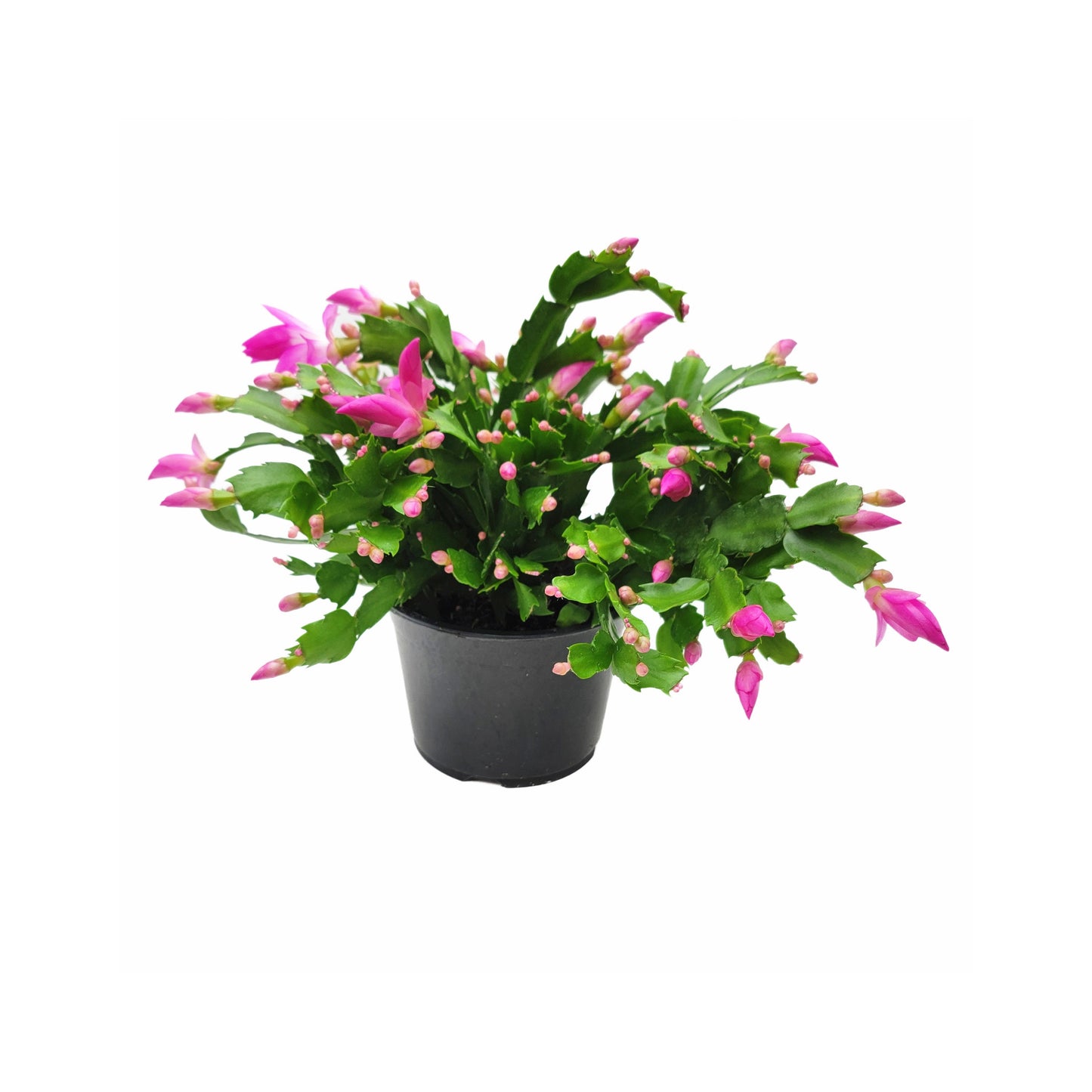 6" Pot, Pink Thanksgiving Cactus, Zygocactus, Schlumbergera bridesii, Christmas Cactus - Flowers around Thanksgiving