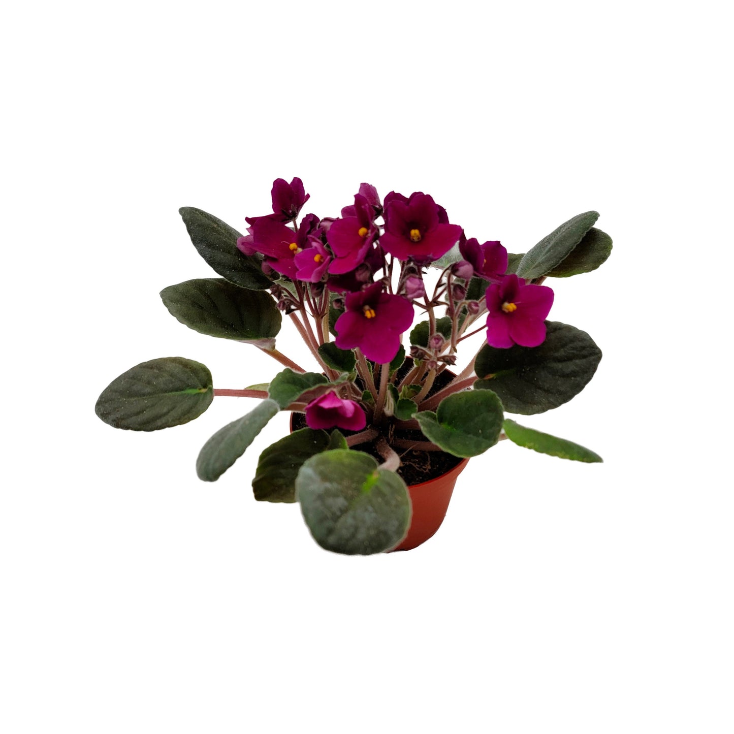 4” African Violet with Burgundy Red Flowers (Burgundy on the red side, NOT red), Saintpaulia ionantha – Houseplants, Flowering Plants + FREE HEATPACK