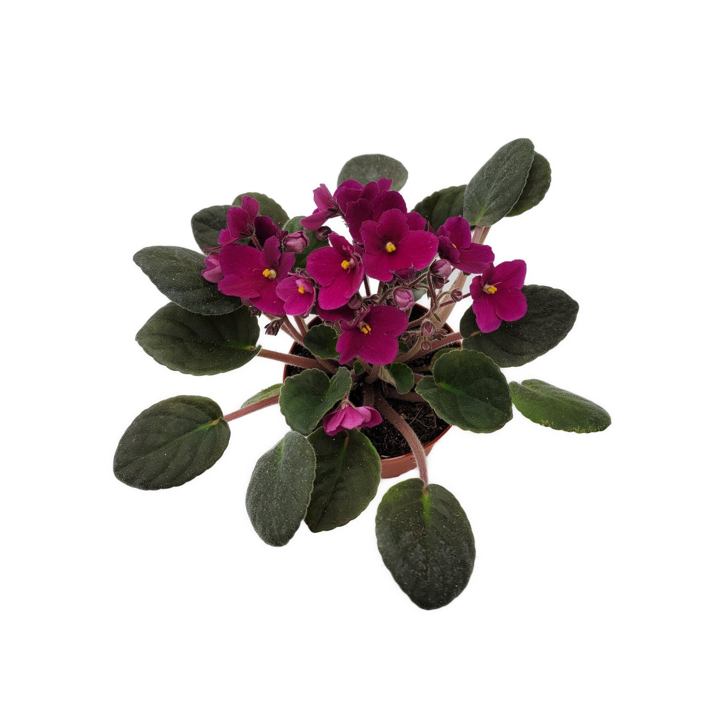 4” African Violet with Burgundy Red Flowers (Burgundy on the red side, NOT red), Saintpaulia ionantha – Houseplants, Flowering Plants + FREE HEATPACK