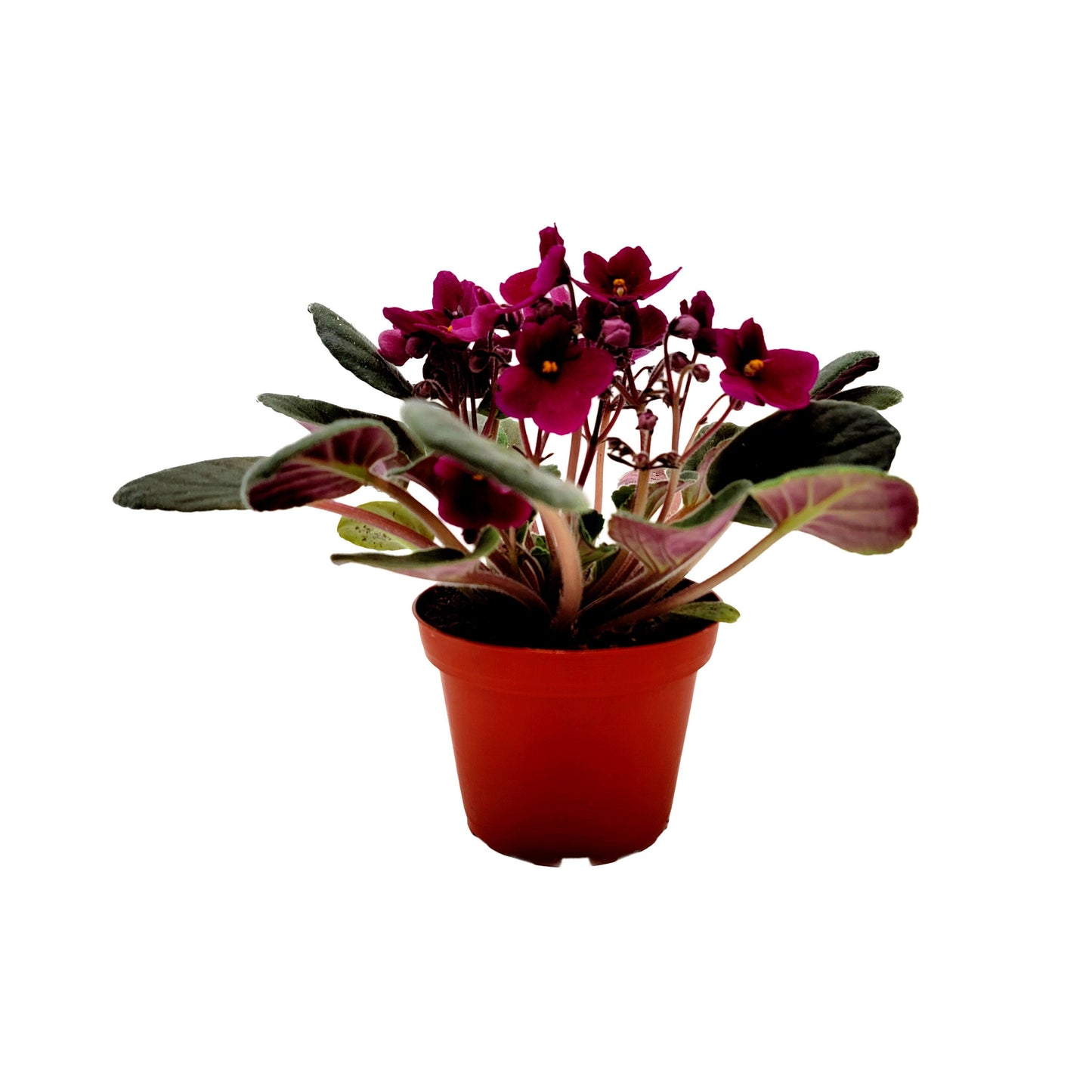 4” African Violet with Burgundy Red Flowers (Burgundy on the red side, NOT red), Saintpaulia ionantha – Houseplants, Flowering Plants + FREE HEATPACK