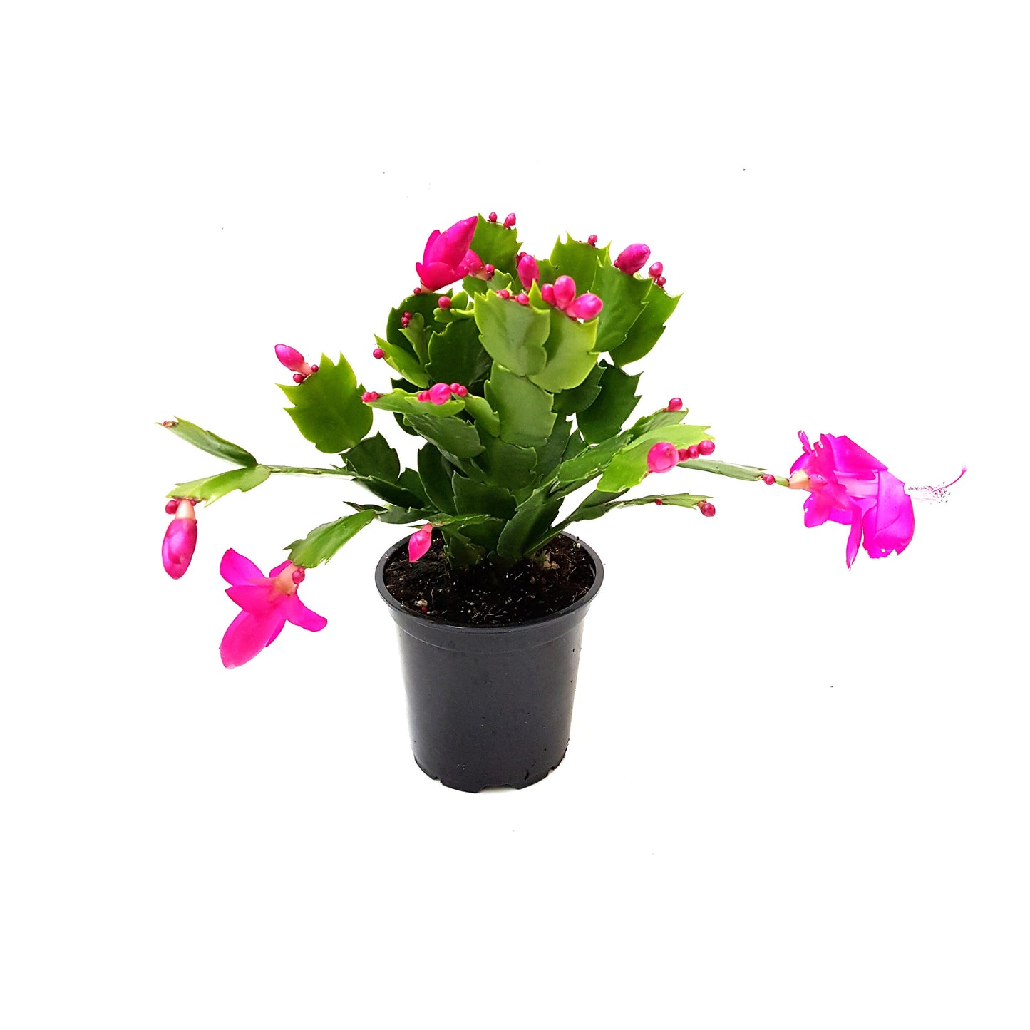 Pink Thanksgiving Cactus, Schlumbergera truncate, Holiday Cactus - Flowering around Thanksgiving, 4" Pot