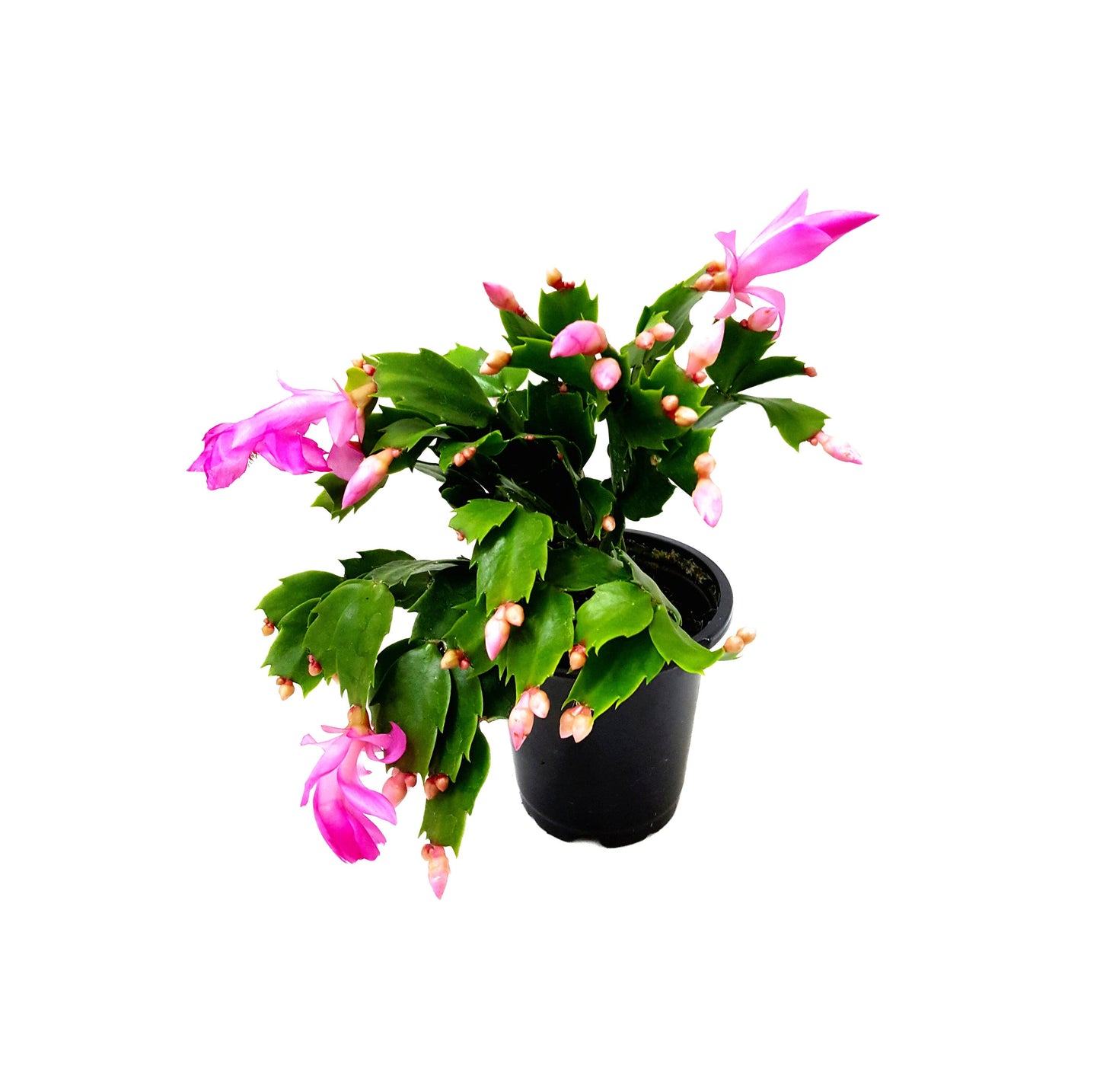 Pink Thanksgiving Cactus, Schlumbergera truncate, Holiday Cactus - Flowering around Thanksgiving, 4" Pot