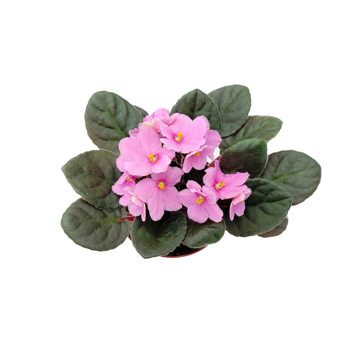 4” African Violet with Light Pink Flowers, Saintpaulia ionantha – Houseplants, Flowering Plants, Perennials + FREE HEATPACK