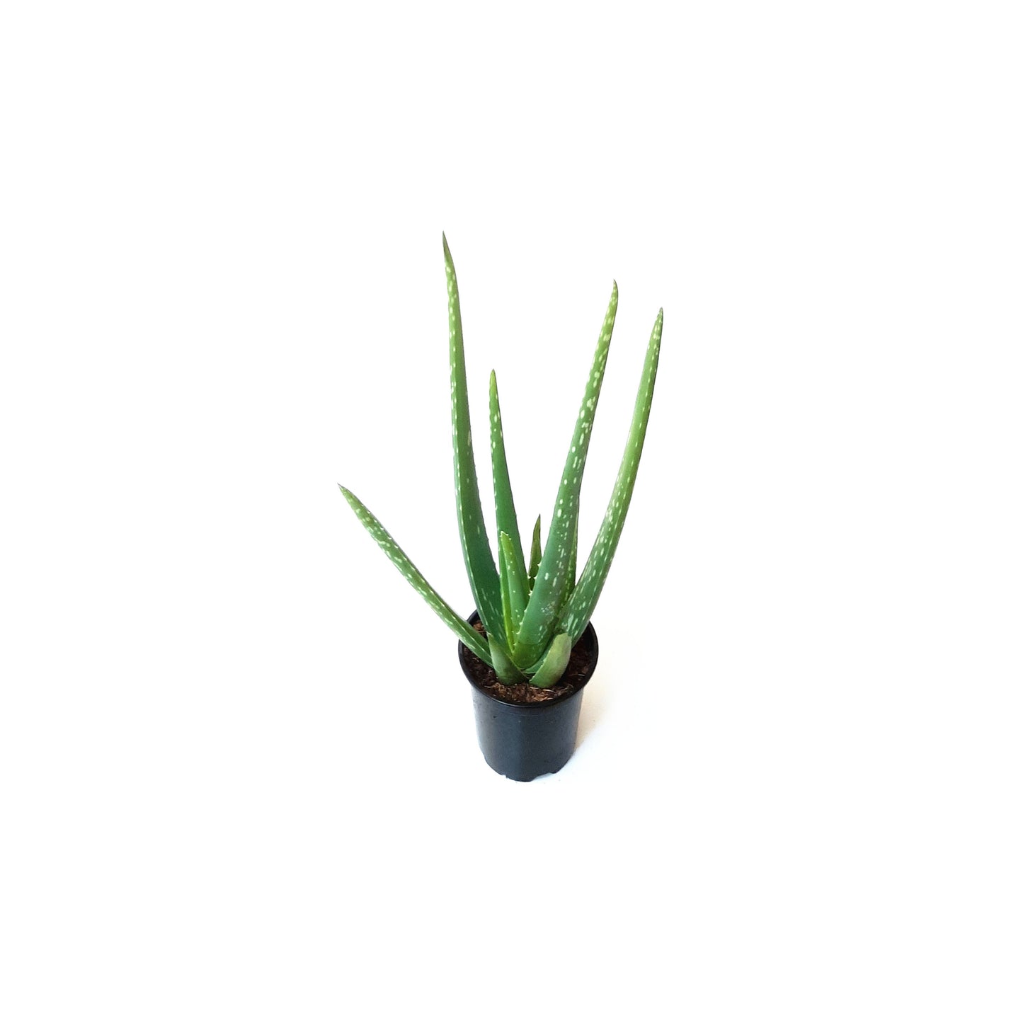 4" Pot of Aloe Vera, Burn Aloe, True Aloe, Succulent, Houseplant, Low Maintenance Plant - FREE HEATPACK