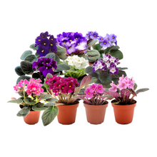 Load image into Gallery viewer, 10-Pack of 4” Pot African Violets, Saintpaulia ionantha, from 12 Available Colors, Colors May Vary but All Different, African Violet Live Plant, African violet plants, Plant Gifts, Holiday Gifts
