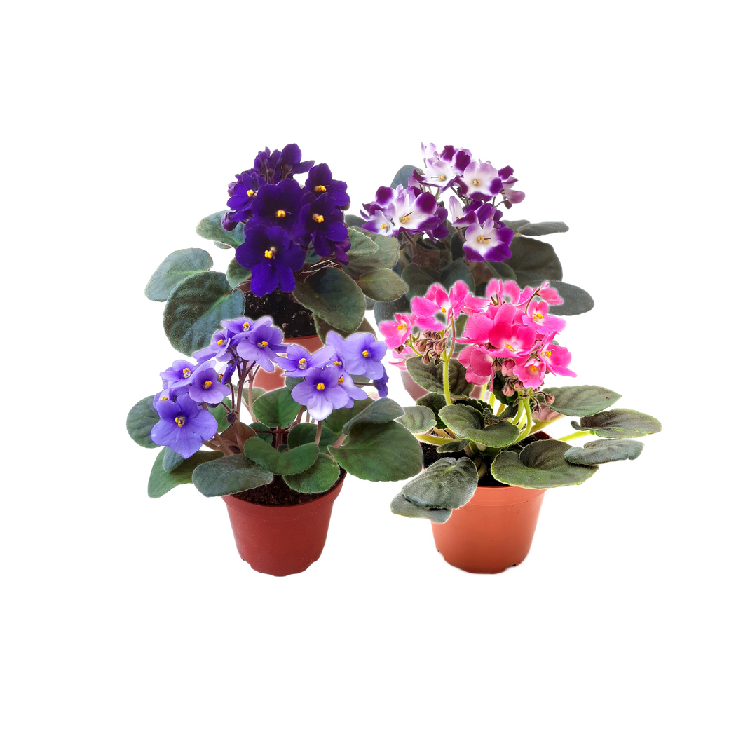 4-Pack of 4” Pot African Violets, Saintpaulia ionantha, from 12 Available Colors, Colors May Vary but All Different, African Violet Live Plant, African violet plants, Plant Gifts, Holiday Gifts