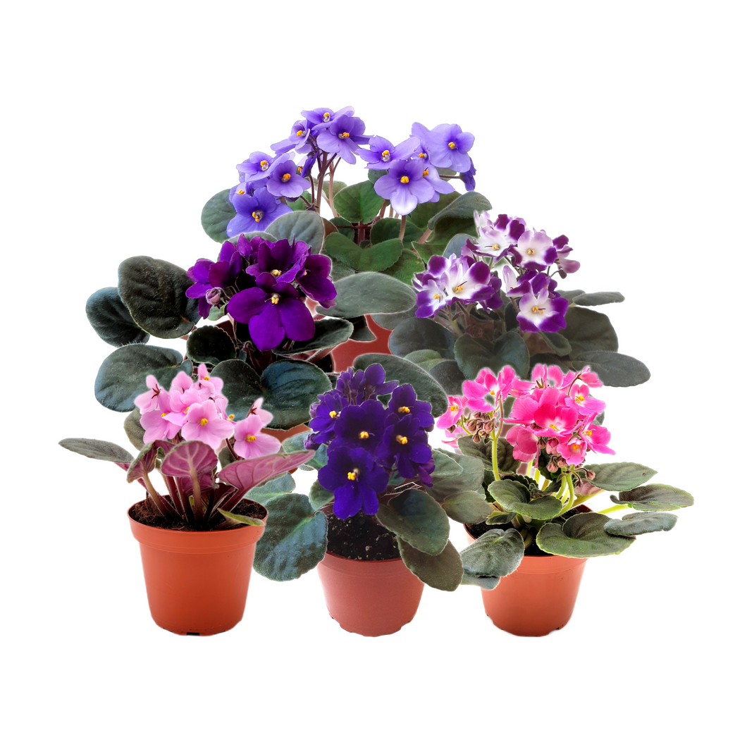 6-Pack of 4” Pot African Violets, Saintpaulia ionantha, from 12 Available Colors, Colors May Vary but Are All Different, African Violet Live Plant, African violet plants, Plant Gifts, Holiday Gifts