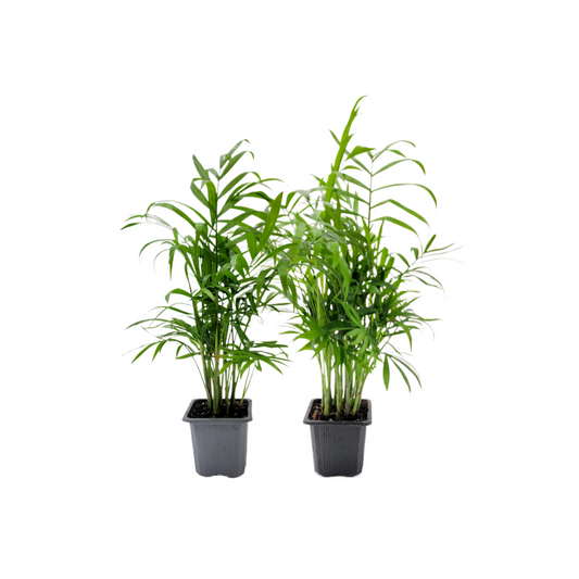 2-PK of Parlor Palm Plant - Live Indoor Houseplant in 3-inch Pot, Neanthe Bella Palm, Low Light, Air Purifying Young Palm Tree, Pet Safe (2 Count)