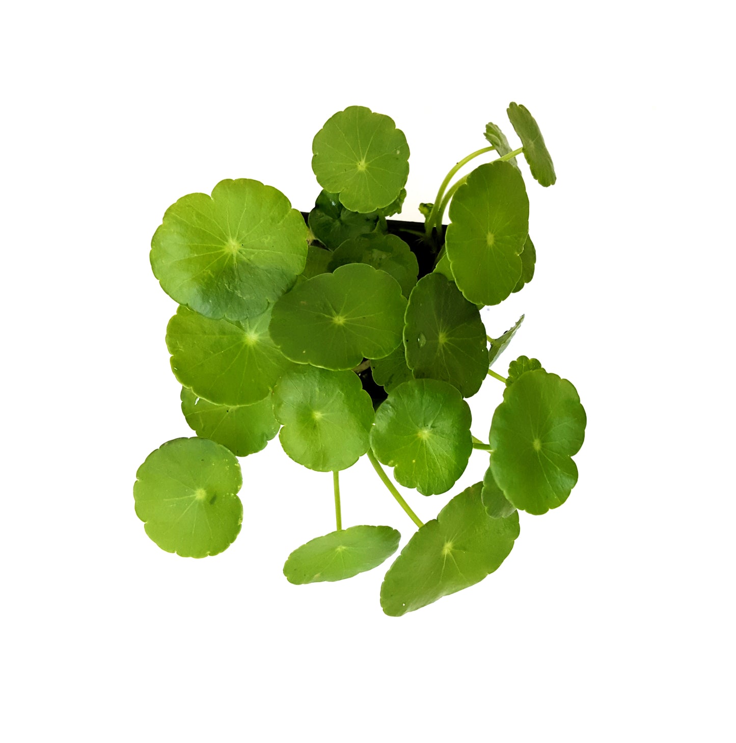 Copper Coin Plant, Hydrocotyle vulgaris, Lucky Plant, Money Plant, Marsh Pennywort, Pet Safe - 3-inch Nursery Pot