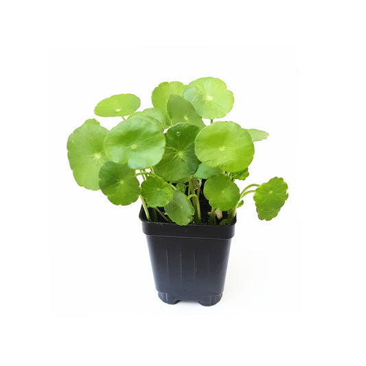 Copper Coin Plant, Hydrocotyle vulgaris, Lucky Plant, Money Plant, Marsh Pennywort, Pet Safe - 3-inch Nursery Pot