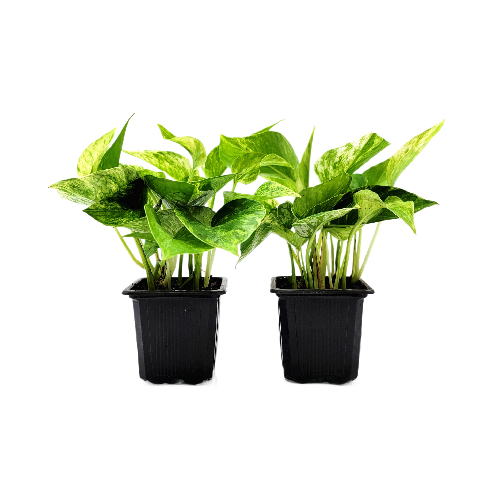 3 inch potted plants 2-PK Marble Queen Pothos Plant, 3-inch Pot, Easy-Care Trailing Houseplant with Variegated Foliage (2 Count)