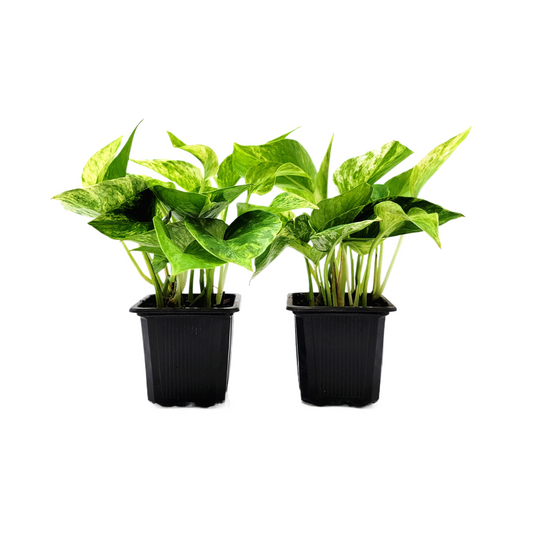 2-PK Marble Queen Pothos Plant, 3-inch Pot, Easy-Care Trailing Houseplant with Variegated Foliage (2 Count)