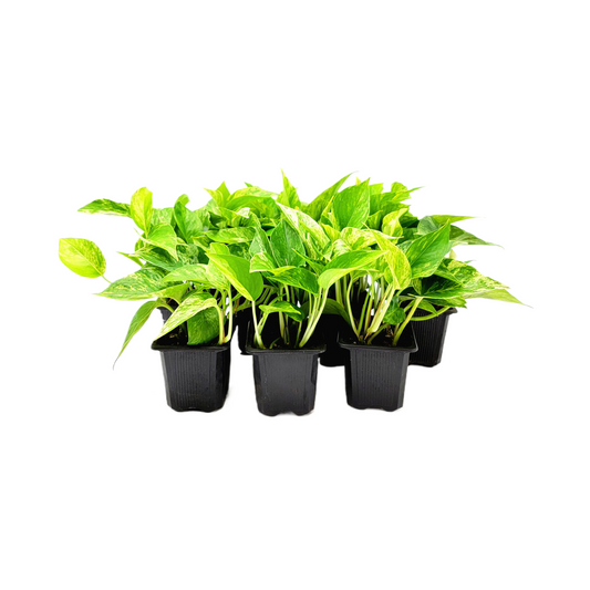 10-PK of Marble Queen Pothos Plant in 3-inch Pots, Easy-Care Trailing Houseplant with Variegated Foliage (10 Counts)