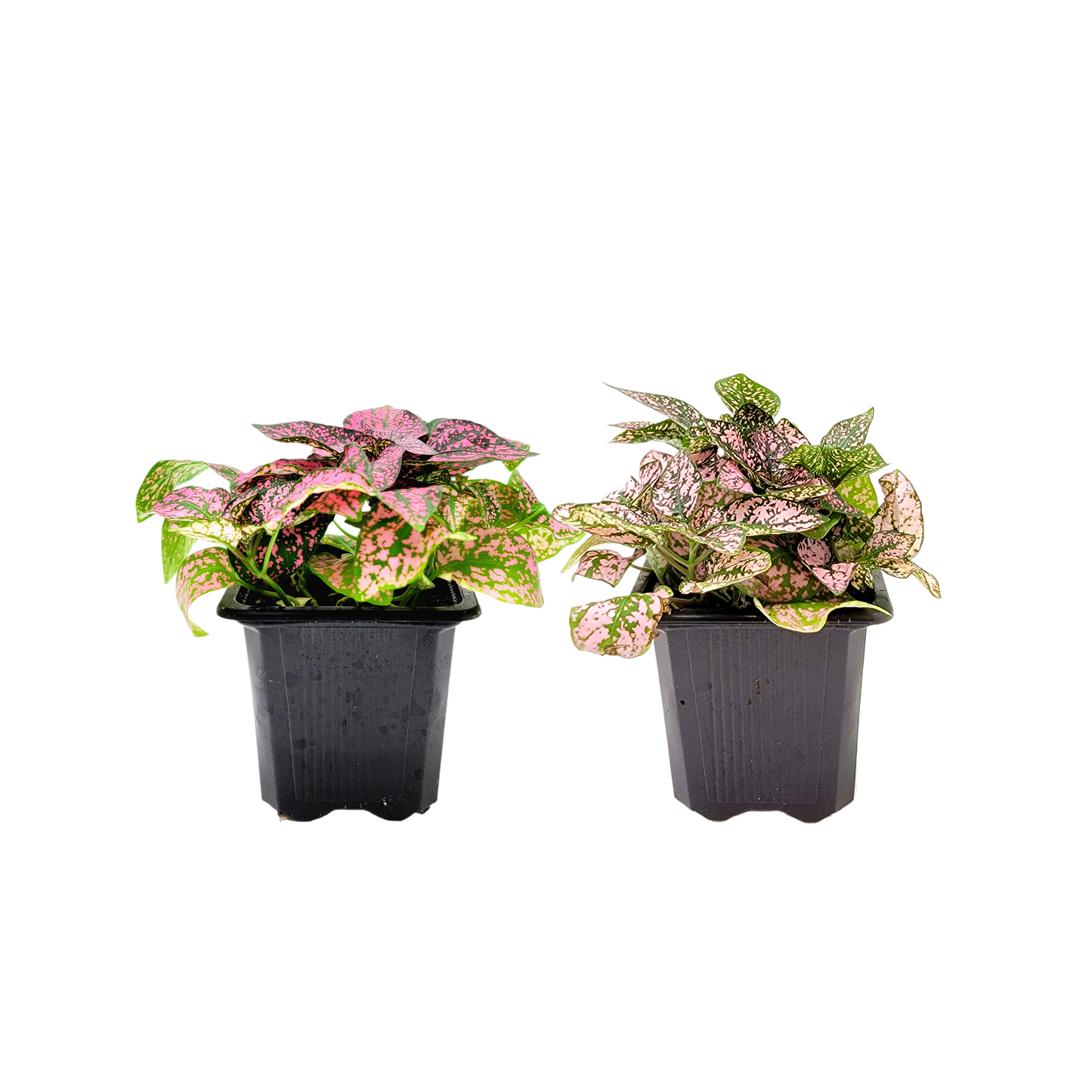 2-PK of Polka Dot Plants (2 Count), Hypoestes phyllostachya, 3-inch Pots, Colorful Indoor Houseplant with Pink and Green Foliage for Low Light Spaces