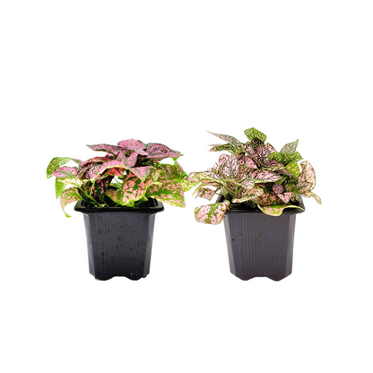 2-PK of Polka Dot Plants (2 Count), Hypoestes phyllostachya, 3-inch Pots, Colorful Indoor Houseplant with Pink and Green Foliage for Low Light Spaces