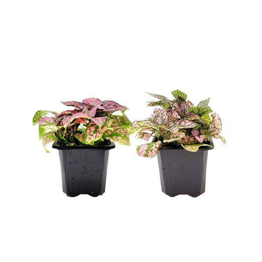 2-PK of Polka Dot Plants (2 Count), Hypoestes phyllostachya, 3-inch Pots, Colorful Indoor Houseplant with Pink and Green Foliage for Low Light Spaces