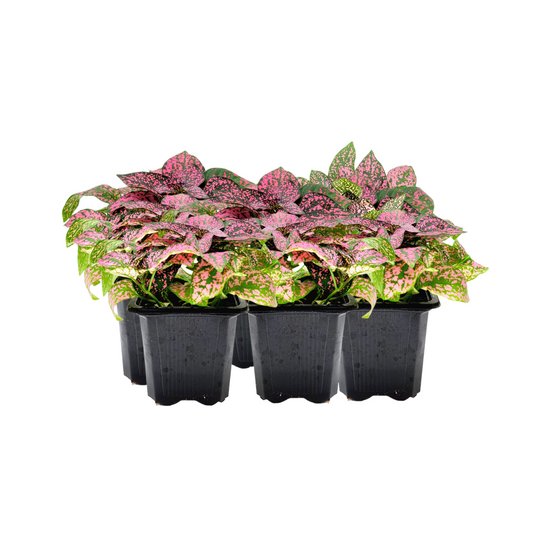 10-PK of Polka Dot Plants (10 Count), Hypoestes phyllostachya, 3-inch Pots, Colorful Indoor Houseplant with Pink and Green Foliage for Low Light Spaces