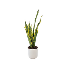 Load image into Gallery viewer, Snake Plant, Variety of Laurentii, Beautiful Foliage, Low Maintenance, May Stay in Low Light, Air Cleaner, Converts CO2 to Oxygen in the Dark,4” Décor Pot

