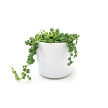 Load image into Gallery viewer, String of Pearls Live Plant, Senecio Rowleyanus – Hanging Basket, Succulent Vine, Gift Plant, Holiday Gift, 4” Décor Pot

