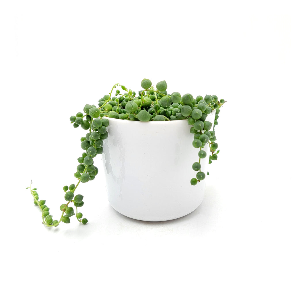String of Pearls Live Plant, Senecio Rowleyanus – Hanging Basket, Succulent Vine, Gift Plant, Holiday Gift, 4” Décor Pot