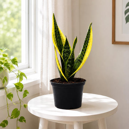 Sansevieria Futura Superba Snake Plant in 6-Inch Nursery Pot – Easy Indoor Low Light Houseplant