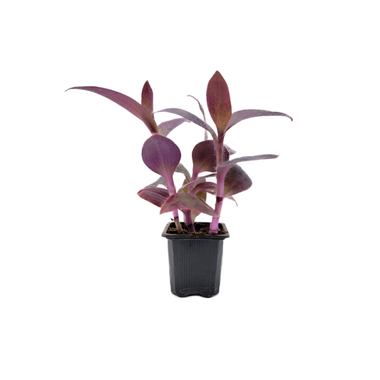 Purple Heart Plant – Vibrant Tradescantia Pallida, 3-inch Pot, Easy Trailing Houseplant for Indoors and Outdoors