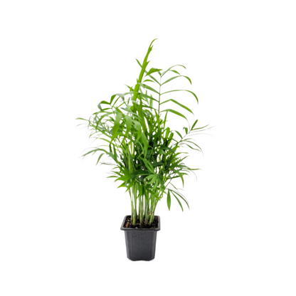 parlor palm lighting Parlor Palm Neanthe Bella Palm