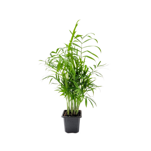 Parlor Palm Plant - Live Indoor Houseplant in 3-inch Pot, Neanthe Bella Palm, Low Light, Air Purifying Young Palm Tree, Pet Safe