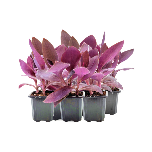 10-PK Purple Heart Plant (10 Count) – Vibrant Tradescantia Pallida, 3-inch Pot, Easy Trailing Houseplant for Indoors and Outdoors