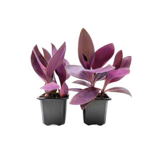 2-PK Purple Heart Plant (2 Count) – Vibrant Tradescantia Pallida, 3-inch Pot, Easy Trailing Houseplant for Indoors and Outdoors