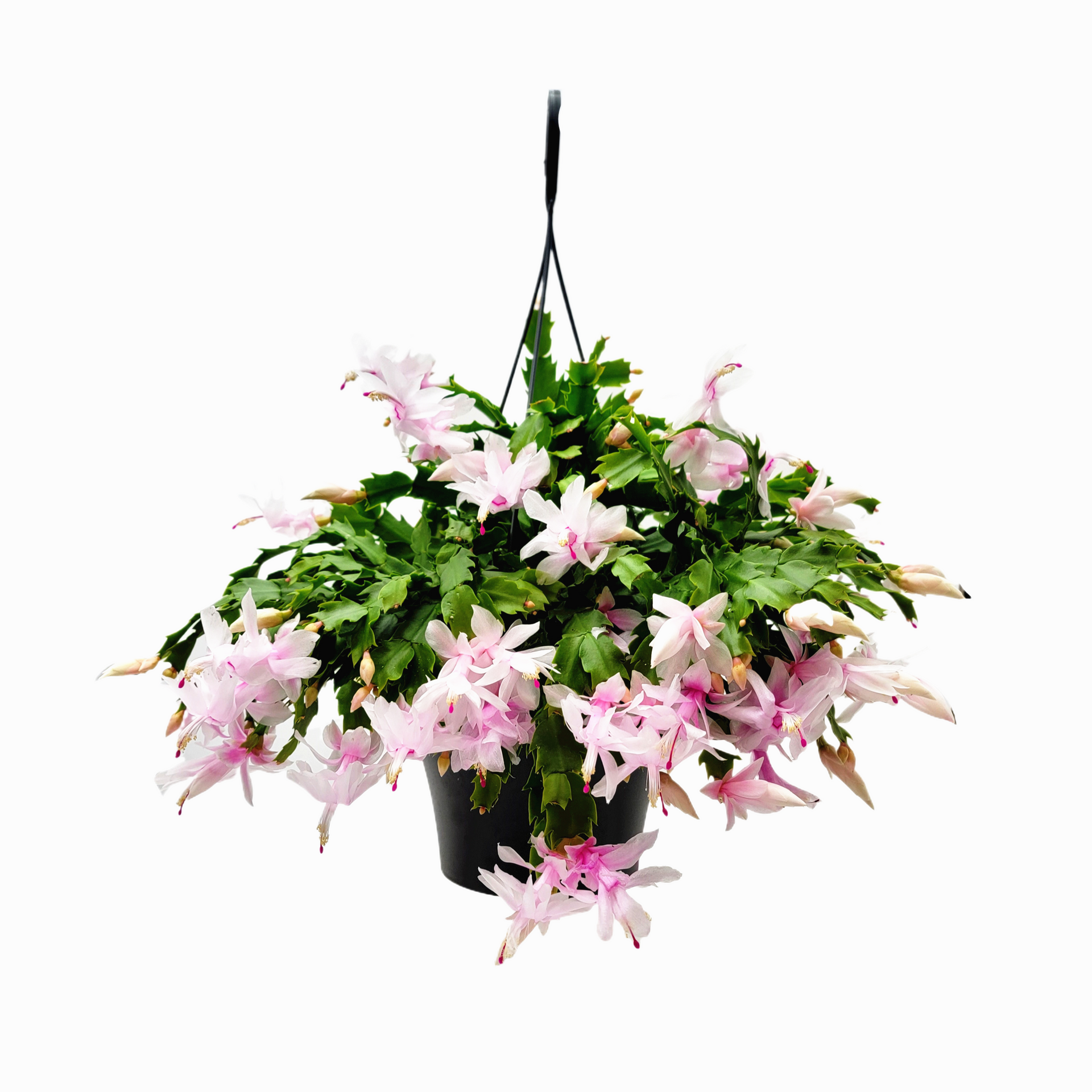 house plant with hanging pink flowers Thanksgiving Cactus, House Plant, Flowering Indoor Plant, Seasonal Pink White Flowers, Christmas Cactus, 8” Hanging Basket, Free Heat Pack