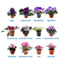 Load image into Gallery viewer, 6-Pack of 4” Pot African Violets, Saintpaulia ionantha, from 12 Available Colors, Colors May Vary but Are All Different, African Violet Live Plant, African violet plants, Plant Gifts, Holiday Gifts
