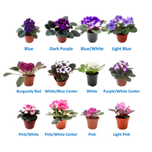 Load image into Gallery viewer, 10-Pack of 4” Pot African Violets, Saintpaulia ionantha, from 12 Available Colors, Colors May Vary but All Different, African Violet Live Plant, African violet plants, Plant Gifts, Holiday Gifts
