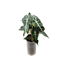 Load image into Gallery viewer, Alocasia Polly Plant in a Glass Vase, , Home and Office Décor, Gift for All Occasions
