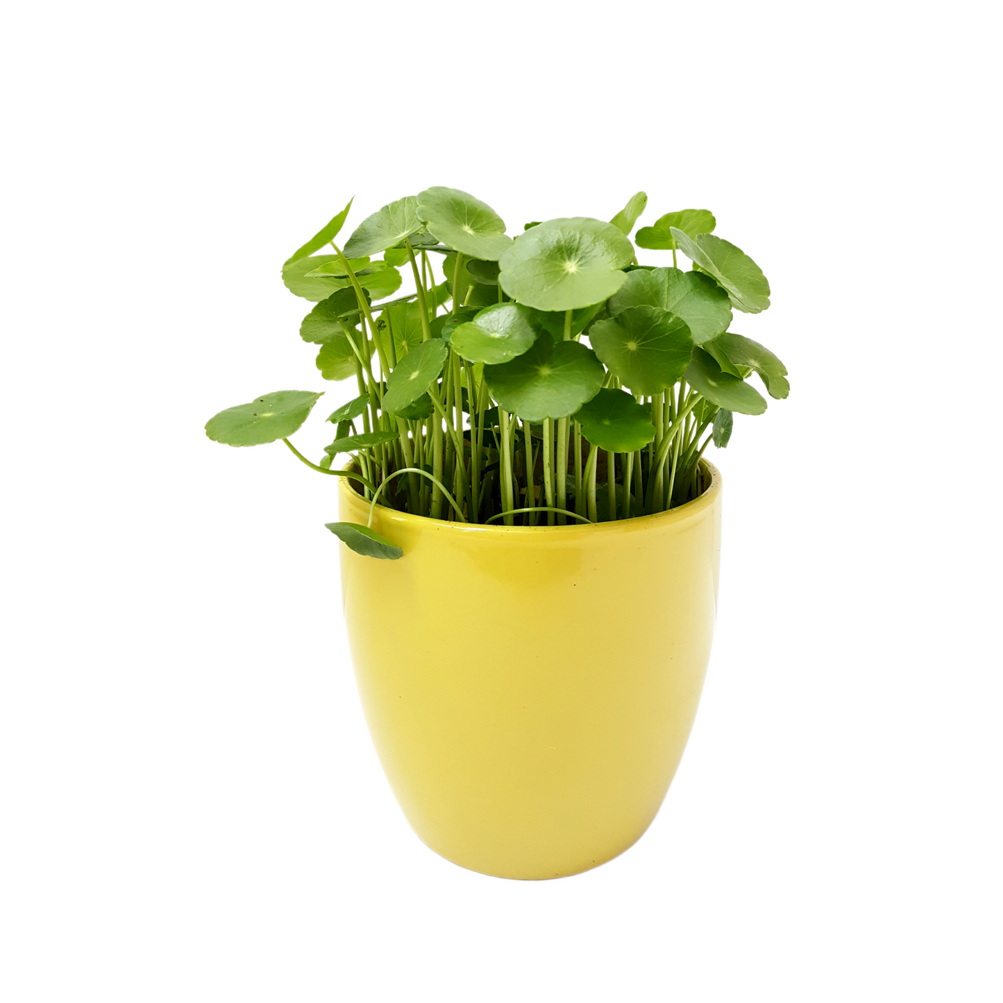 Copper Coin Plant, Hydrocotyle vulgaris, Lucky Plant, Money Plant, Marsh Pennywort, Pet Safe - 3-inch Nursery Pot